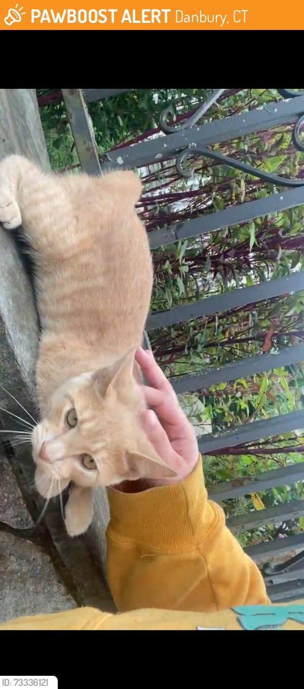 Found/Stray Male Cat last seen prince st, Danbury, CT 06810