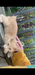 Found/Stray Male Cat last seen prince st, Danbury, CT 06810