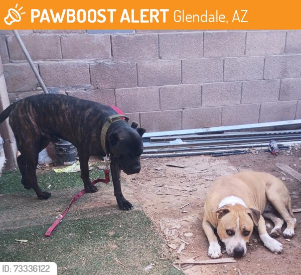 Found/Stray Male Dog last seen 91st ave and Glendale ave, Glendale, AZ 85305
