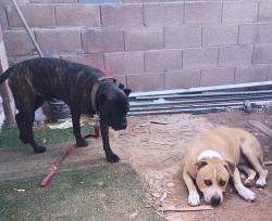 Found/Stray Male Dog last seen 91st ave and Glendale ave, Glendale, AZ 85305