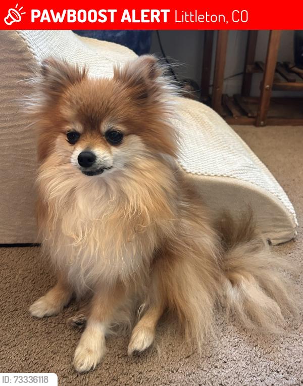 Lost Male Dog last seen S Queen St and W Stanford Ave in Littleton/Lakehurst West, Littleton, CO 80127