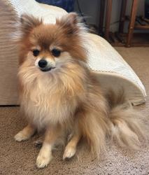 Lost Male Dog last seen S Queen St and W Stanford Ave in Littleton/Lakehurst West, Littleton, CO 80127