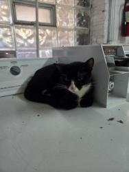 Reunited Male Cat last seen Broadway & Ardmore, Chicago, IL 60660