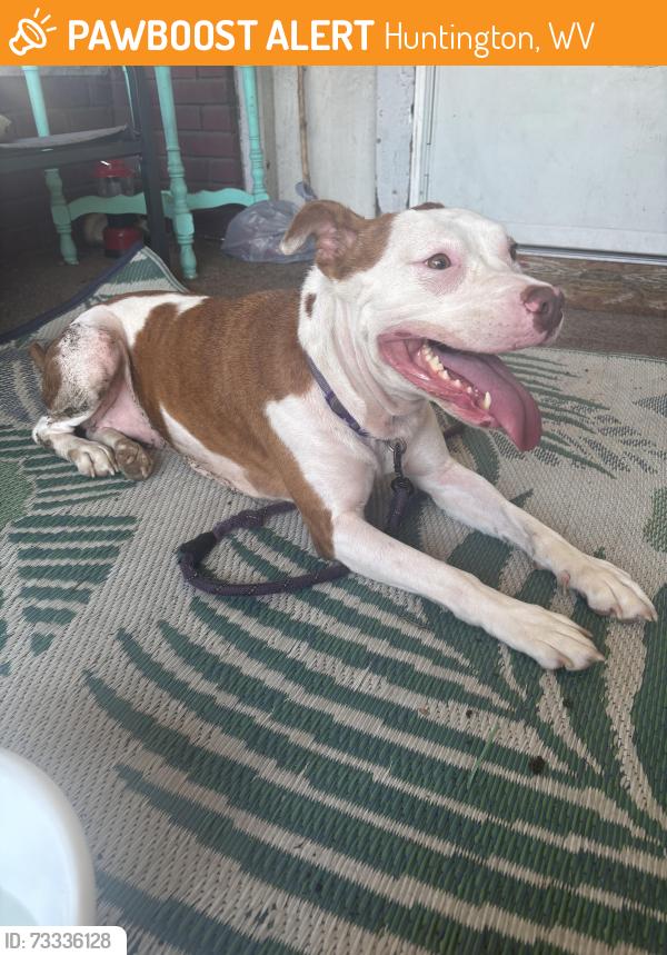 Found/Stray Female Dog last seen 21st street 8th Ave, Huntington, WV 25701