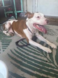 Found/Stray Female Dog last seen 21st street 8th Ave, Huntington, WV 25701