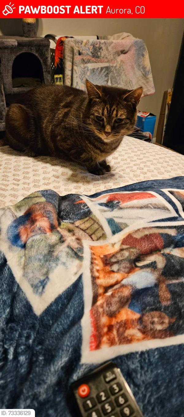 Lost Male Cat last seen Del Mar parkway/ Peoria St, Aurora, CO 80010