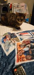 Lost Male Cat last seen Del Mar parkway/ Peoria St, Aurora, CO 80010