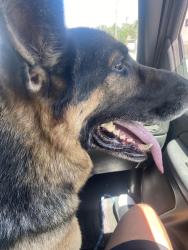 Reunited Male Dog last seen Save Mary on Alpine & Pacific Ave, Stockton, CA 95204