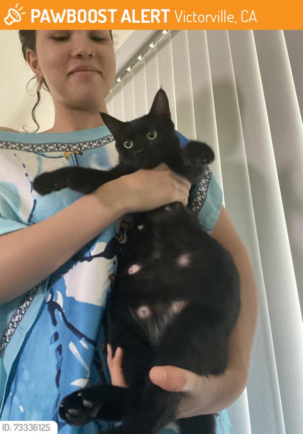 Found/Stray Female Cat last seen Lancer, Victorville, CA 92392