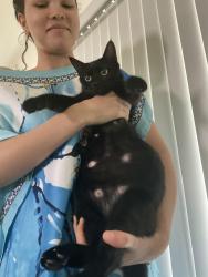 Found/Stray Female Cat last seen Lancer, Victorville, CA 92392