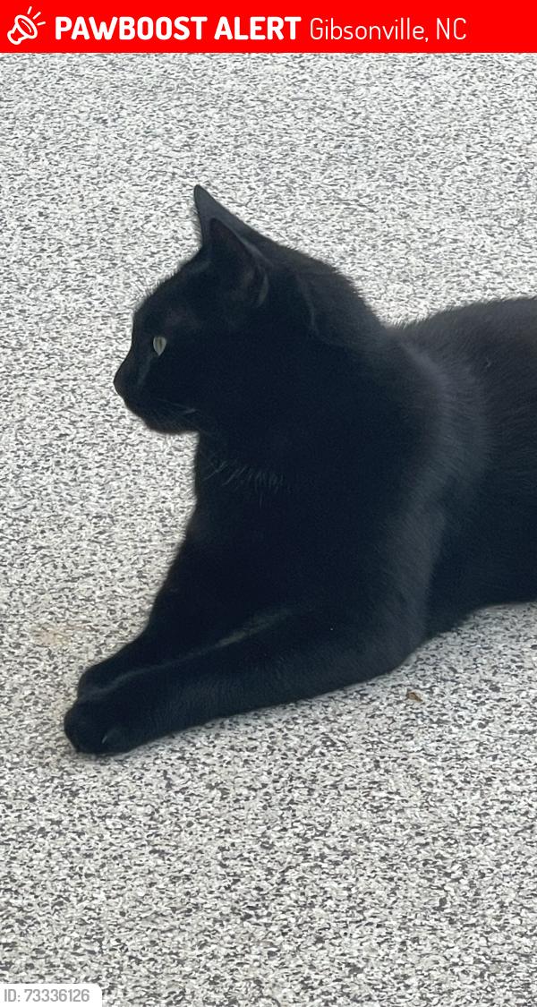 Lost Female Cat last seen S. Church St. & Ashley Woods Dr, Gibsonville, NC 27249