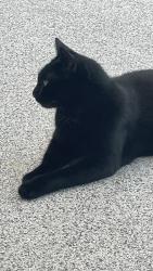 Lost Female Cat last seen S. Church St. & Ashley Woods Dr, Gibsonville, NC 27249