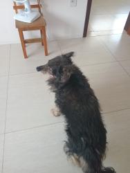 Lost Male Dog last seen Near de setembro de 2026, Passo de Torres, SC 88980-000