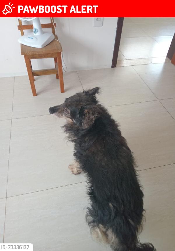 Lost Male Dog last seen Near de setembro de 2026, Passo de Torres, SC 88980-000