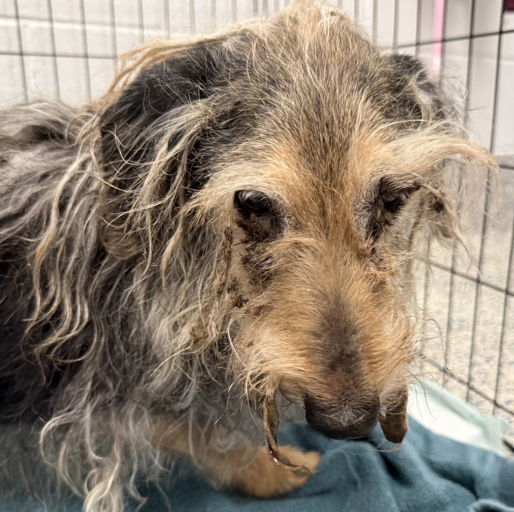 Shelter Stray Female Dog last seen Yank Ct / Zang Ct, Arvada, CO, 80005, 580 McIntyre St, Golden, CO 80401, USA