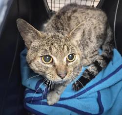 Shelter Stray Male Cat last seen Near Southern Boulevard, BRONX, NY, 10460, 326 E 110th St, New York, NY 10029, USA