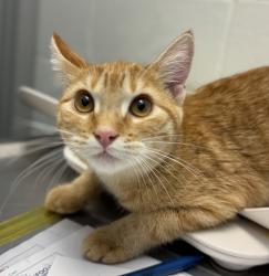 Shelter Stray Female Cat last seen castlegate apartments, Arvada, CO, 80003, 580 McIntyre St, Golden, CO 80401, USA