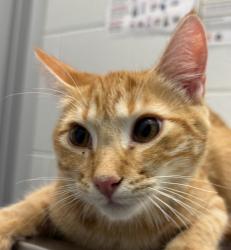 Shelter Stray Male Cat last seen castlegate apartments, Arvada, CO, 80003, 580 McIntyre St, Golden, CO 80401, USA