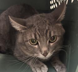 Shelter Stray Male Cat last seen 63rd and Dover, Arvada, CO, 80004, 580 McIntyre St, Golden, CO 80401, USA