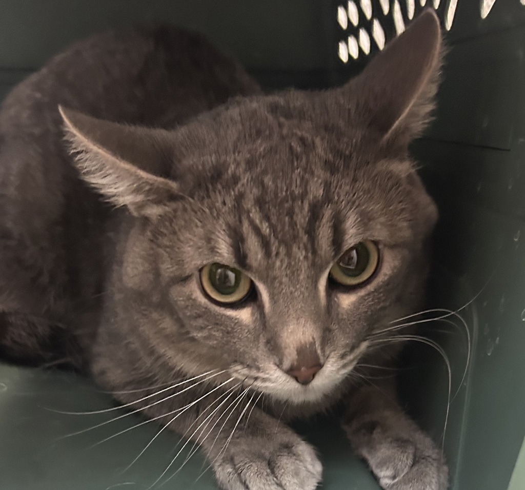 Shelter Stray Male Cat last seen 63rd and Dover, Arvada, CO, 80004, 580 McIntyre St, Golden, CO 80401, USA