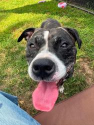 Shelter Stray Male Dog last seen Near Belle Grove Road, BROOKLYN, MD, 21225, 411 Maxwell Frye Rd, Millersville, MD 21108, USA