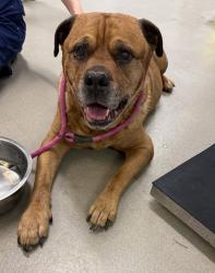 Shelter Stray Male Dog last seen Pasadena Road, PASADENA, MD, 21122, 411 Maxwell Frye Rd, Millersville, MD 21108, USA