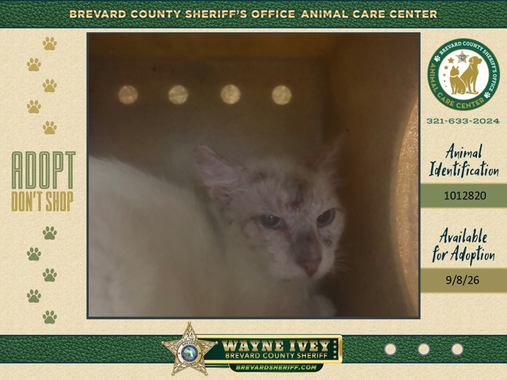 Shelter Stray Female Cat last seen Near 5th Street, MERRITT ISLAND, FL, 32953, 5100 W Eau Gallie Blvd, Melbourne, FL 32934, USA