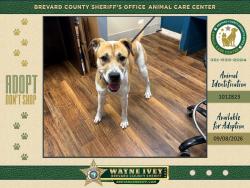 Shelter Stray Male Dog last seen Colbert Cir and E University Blvd, MELBOURNE, FL, 32901, 5100 W Eau Gallie Blvd, Melbourne, FL 32934, USA