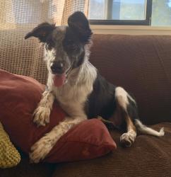 Shelter Stray Male Dog last seen Near Norma Way, LIVERMORE, CA, 94550, 8323 Baldwin St, Oakland, CA 94621, USA