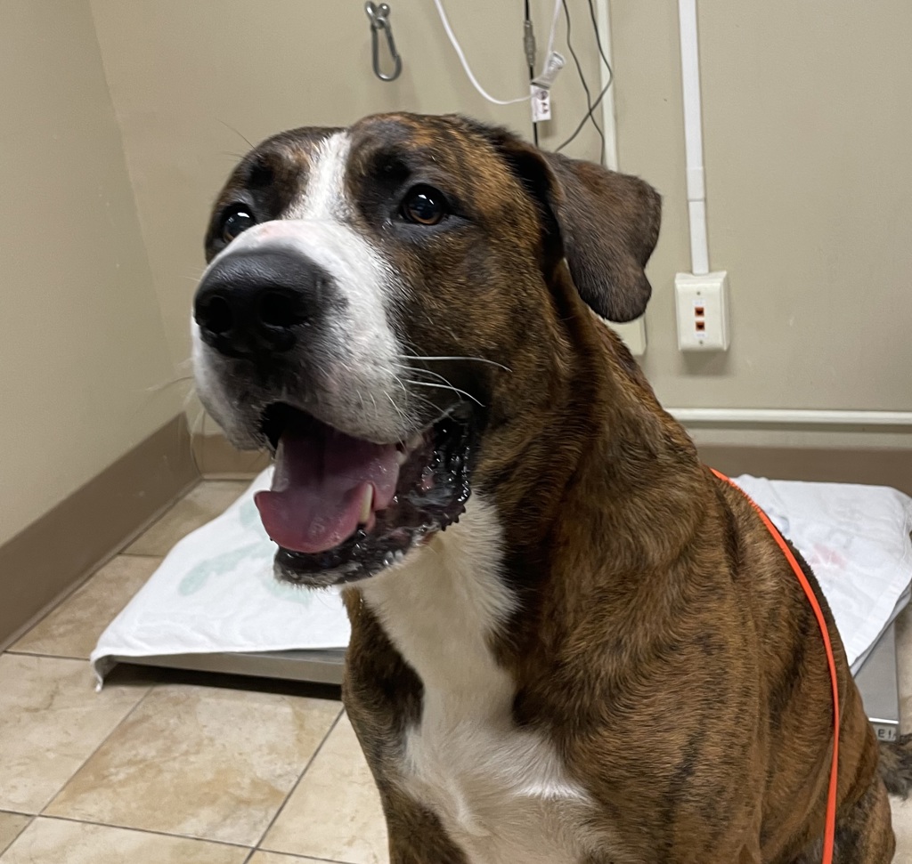 Shelter Stray Male Dog last seen 27th/washington, OR, 1700 W Historic Columbia River Hwy, Troutdale, OR 97060, USA