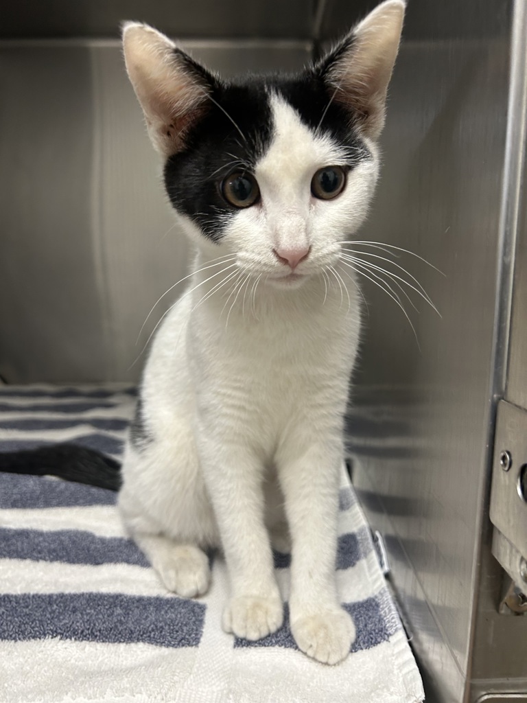 Shelter Stray Female Cat last seen Warren Avenue, BREMERTON, WA, 98337, 9167 Dickey Rd NW, Silverdale, WA 98383, USA