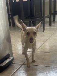 Found/Stray Female Dog last seen Garland, Garland, TX 75040