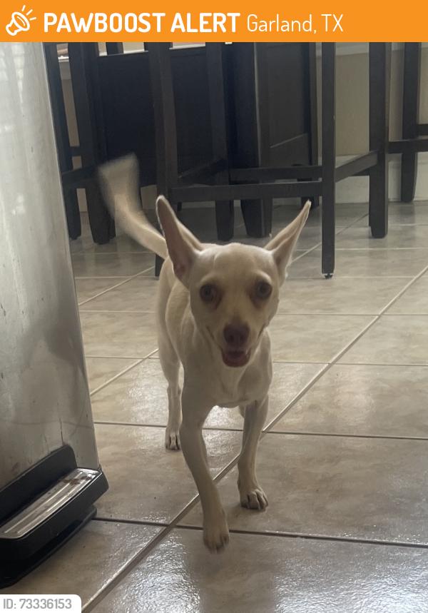 Found/Stray Female Dog last seen Garland, Garland, TX 75040