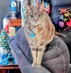 Reunited Male Cat last seen Creekside Cir, Tyler TX, Dallas, TX 75217