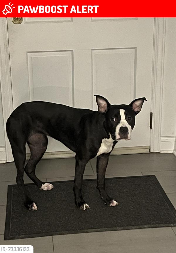 Lost Female Dog last seen Green Grove Rd Neptune. NJ, Lackawanna County, PA 18447