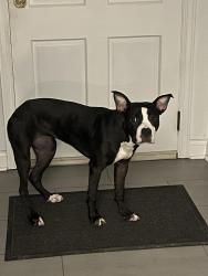 Lost Female Dog last seen Green Grove Rd Neptune. NJ, Lackawanna County, PA 18447
