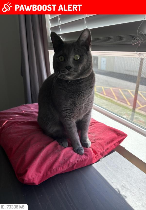 Lost Female Cat last seen Peachtree parkway, Peachtree Corners, GA 30092