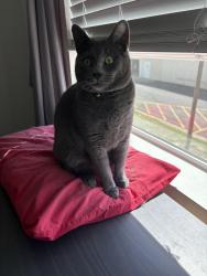 Lost Female Cat last seen Peachtree parkway, Peachtree Corners, GA 30092