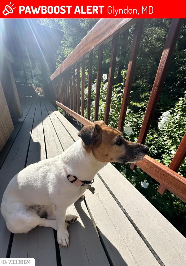 Lost Female Dog last seen Sagamore Forest Lane, Glyndon, MD 21136