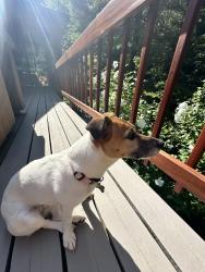 Lost Female Dog last seen Sagamore Forest Lane, Glyndon, MD 21136