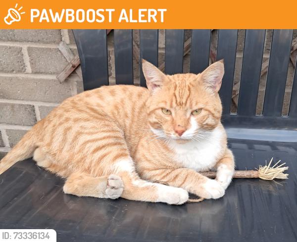 Found/Stray Male Cat last seen Chatham/Dover Street, West Yorkshire, England BD3 0JG