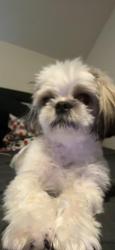 Reunited Male Dog last seen 34th St S, Arlington, VA 22206, Arlington, VA 22206