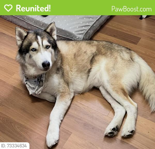 Reunited Male Dog last seen Near ave and 296 st, Homestead, FL 33030
