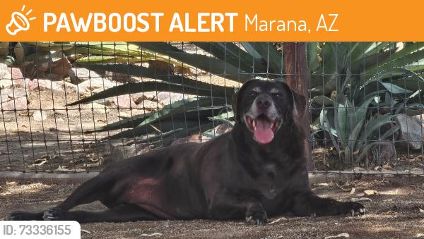 Found/Stray Unknown Dog last seen The Farm at Heritage Park, Marana, Marana, AZ 85653