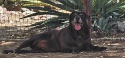 Found/Stray Unknown Dog last seen The Farm at Heritage Park, Marana, Marana, AZ 85653