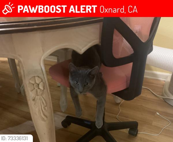 Lost Female Cat last seen Near Ventura Blvd Oxnard, CA 93036 United States, Oxnard, CA 93036