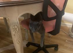 Lost Female Cat last seen Near Ventura Blvd Oxnard, CA 93036 United States, Oxnard, CA 93036