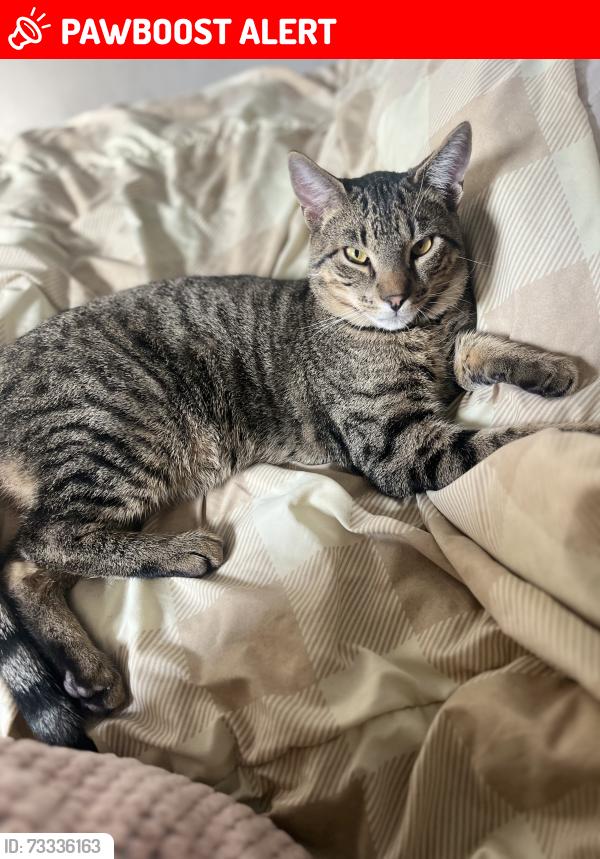 Lost Male Cat last seen West Commodore Blvd Jackson NJ, Jackson Township, NJ 08527