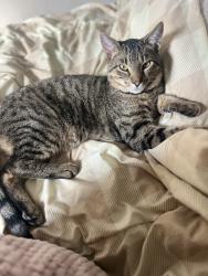 Lost Male Cat last seen West Commodore Blvd Jackson NJ, Jackson Township, NJ 08527