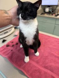 Lost Male Cat last seen Carrington way and Barkley, Bellingham, WA 98226
